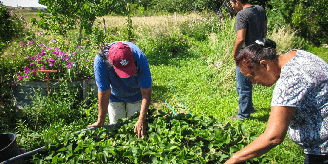 Growing season starts for one of the oldest Native gardening projects in the country