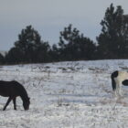 Native American donations needed for winter months