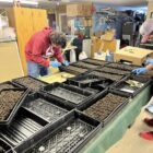 Two people planting seeds in trays for the Medicine Root Garden program.