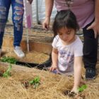 Children planting seedlings in a greenhouse at a Pine Ridge community garden.