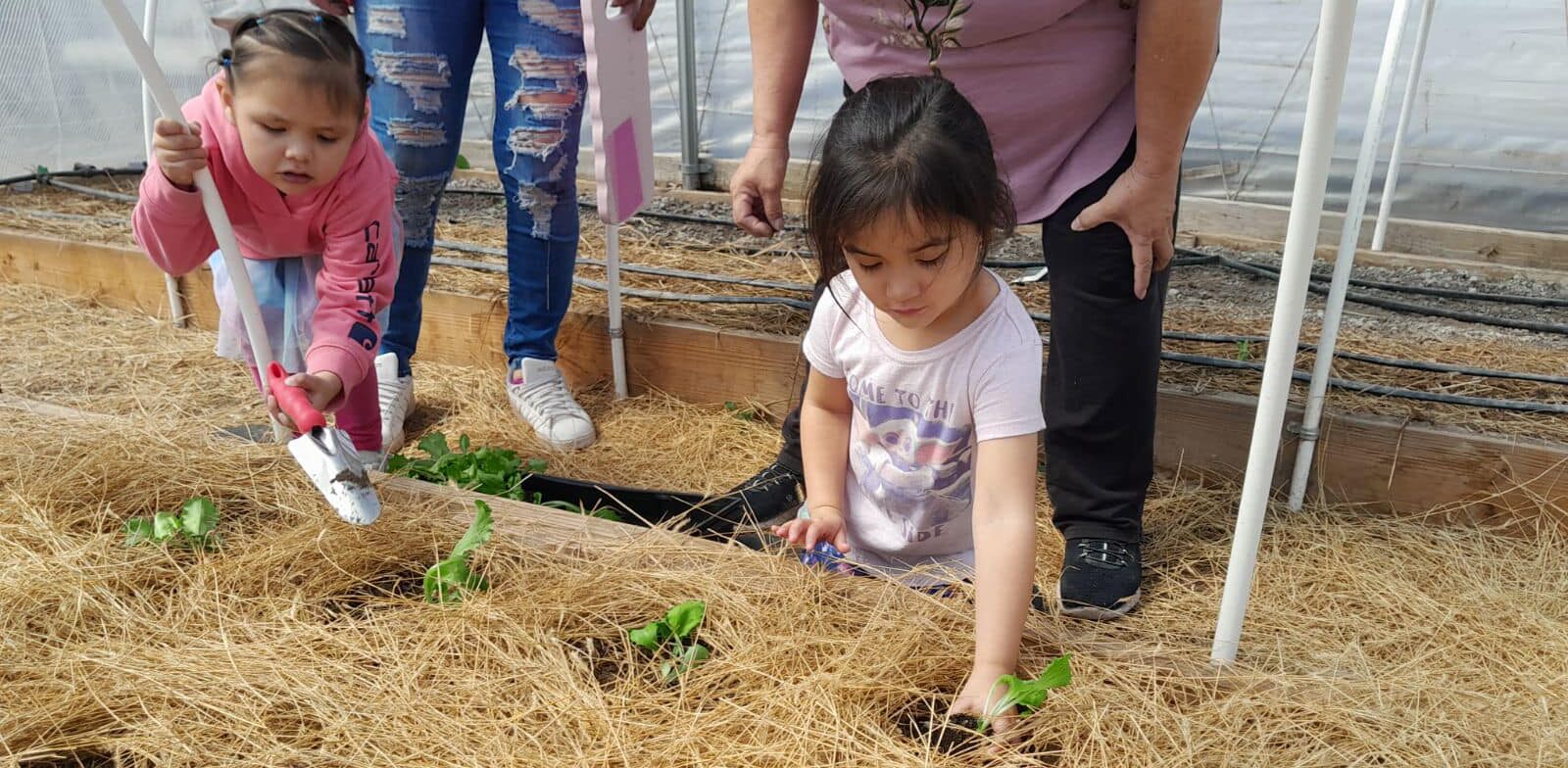 Children planting seedlings in a greenhouse at a Pine Ridge community garden.