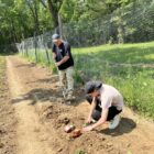 Two individuals planting crops in a community garden, part of Noah Proctor’s 2023 Dreamstarter project supporting food sovereignty for Native communities.