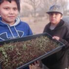 Young gardeners proudly displaying their microgreen seedlings