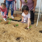 Two native american young girls planting seedlings in a straw-covered greenhouse garden.