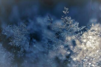 Close-up of frost-covered leaves.