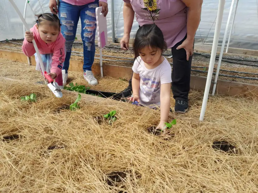 Two native american young girls planting seedlings in a straw-covered greenhouse garden.