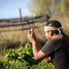 Native community gardener harvesting fresh tomatoes from a food sovereignty garden on the Pine Ridge Reservation.