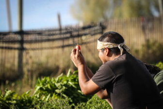 Native community gardener harvesting fresh tomatoes from a food sovereignty garden on the Pine Ridge Reservation.