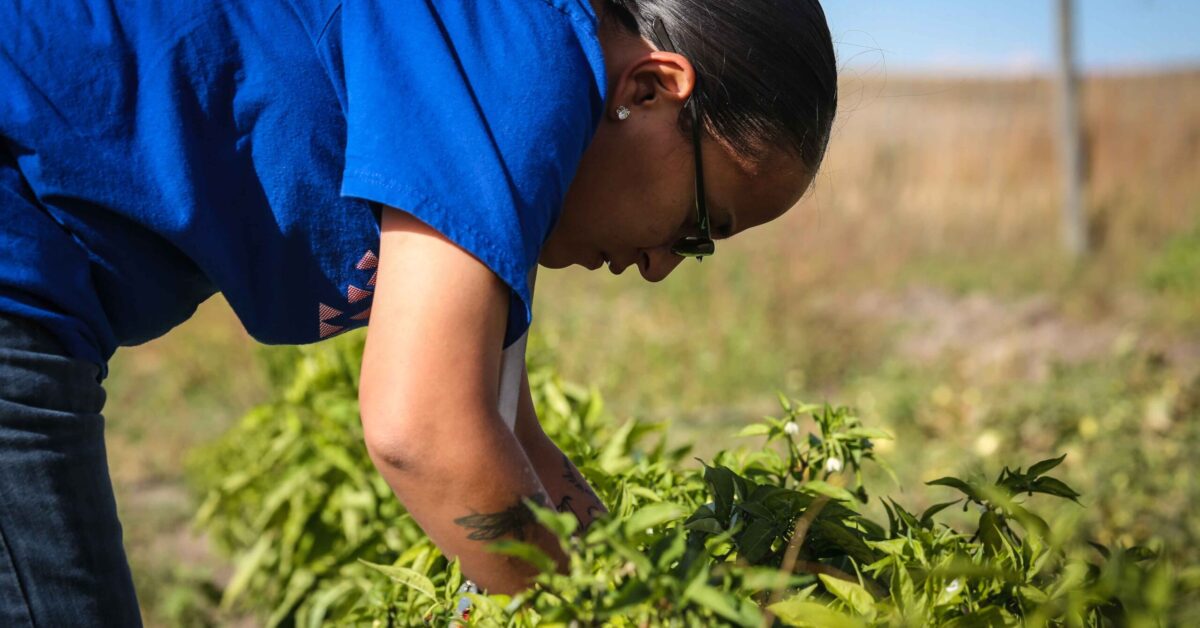 gardening Oyate Teca working in garden