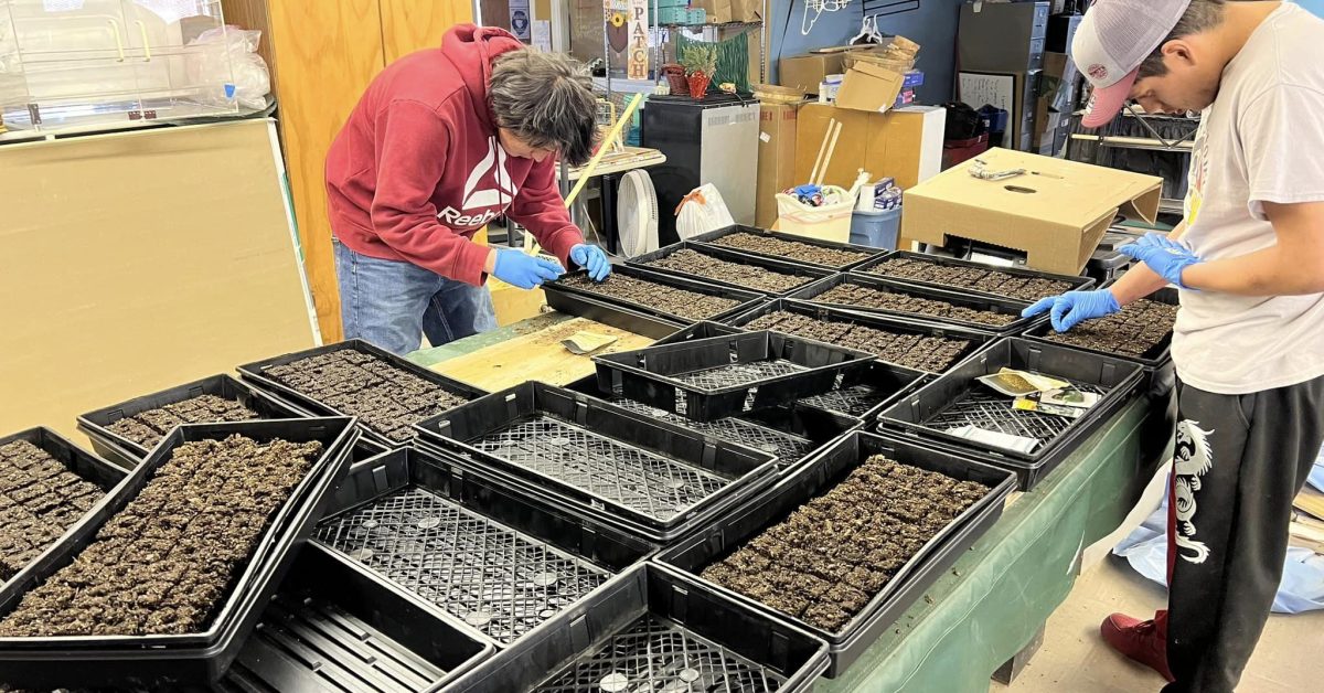 Two people planting seeds in trays for the Medicine Root Garden program.