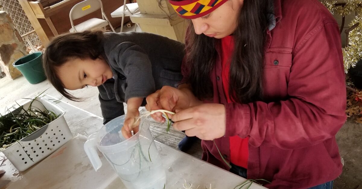 prepping wild onions