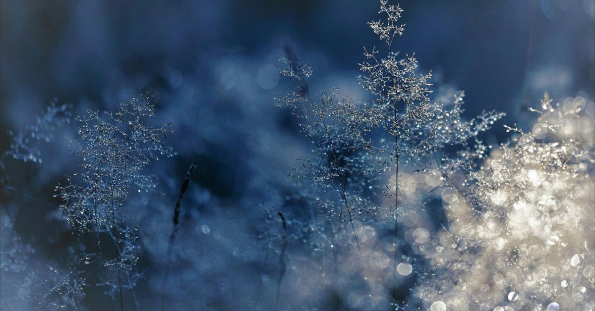 Close-up of frost-covered leaves.