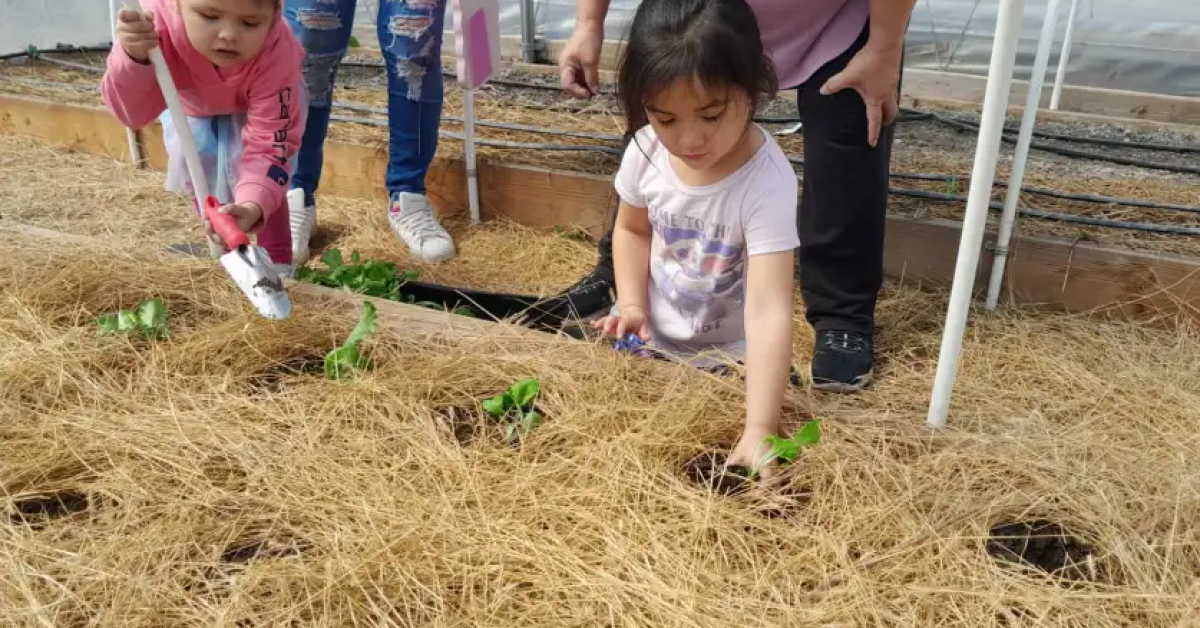 unnamed (18) Two native american young girls planting seedlings in a straw-covered greenhouse garden.
