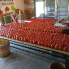 tomatoes