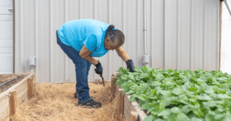 Native gardener harvesting fresh vegetables at the Medicine Root Garden on the Pine Ridge Indian Reservation to strengthen food sovereignty