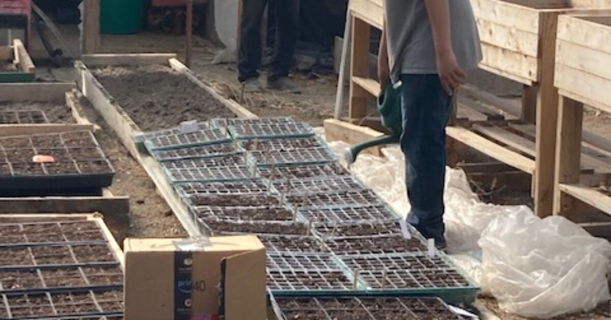 RS -- SBAG sonny_watering_trays